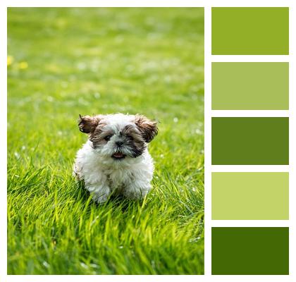 Animal Dog Shih Tzu Image